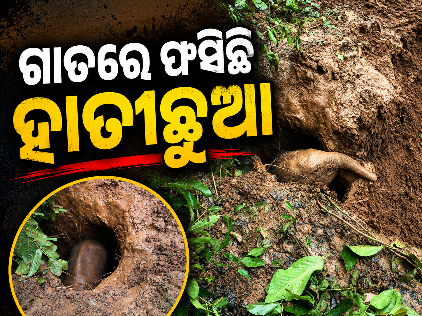 ଗାତରେ ଫସିଛି ହାତୀ ଛୁଆ, ଉଦ୍ଧାର ପାଇଁ ବନ ବିଭାଗର ଉଦ୍ୟମ